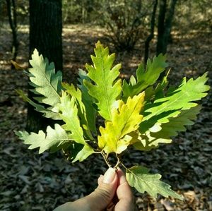 Meet your Posher, Dorthy